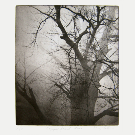 01 Copper Beech Tree#6F1E8E