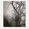 01 Copper Beech Tree#6F1E8E